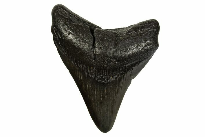 Juvenile Megalodon Tooth - South Carolina #310097